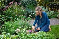 Planting Colchicum bulbs - Autumn crocus in border using trowel, September