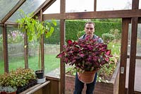Moving tender Coleus or Solenostemon container plants into greenhouse to store through winter months, October 