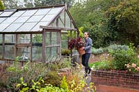 Moving tender Coleus or Solenostemon container plants into greenhouse  to store through winter months, October