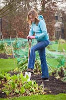 Winter digging in vegetable garden, February