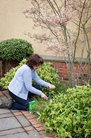 Feeding shrubs in a border with fertiliser - Growmore