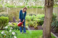 Feeding a lawn using fertiliser from a watering can.