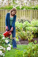 Feeding a lawn using fertiliser from a watering can.