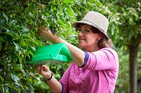 Putting up a codling moth trap in an apple tree