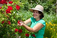 Deadheading a rose, June