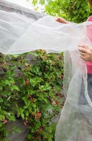 Protecting Rubus fruticosus - Blackberries from birds with netting, July