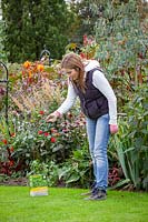 Feeding a lawn with lawn sand, October