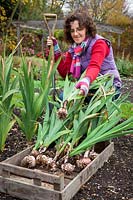 Lifting Gladiolus bulbs before storing in a box over winter months