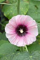 Alcea 'Halo Candy'