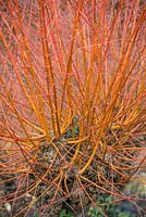 Salix alba var. vitellina 'Britzensis'. January.