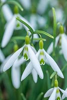 Galanthus 'Wasp'- Snowdrop, February