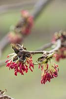 Parrotia persica - Persian ironwood, March