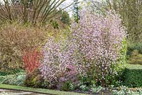 Daphne bholua 'Jacqueline Postill' - Nepalese paper plant, March