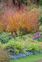 Salix alba var. vitellina 'Britzensis', March