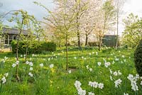 View of wild garden in late afternoon sunshine. Shepherds hut , birch and wild cherry trees, naturalised Narcissus 'Polar Ice'. April.