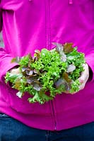 Handful of mixed lettuce salad leaves