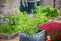 Liquid feeding a container grown gooseberry bush using Tomorite liquid tomato feed mixed in a watering can