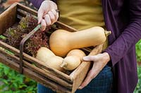 Harvested butternut squash and lettuce in a wooden trug