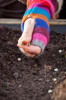 Sowing Pea 'Oregon Sugar Pod' - Mangetout outdoors. Pisum sativum