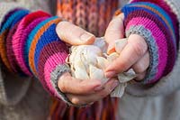 Separating clove of garlic ready to plant. Allium sativum