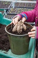 Potting up dahlia tubers in early spring to start them back to growth, February