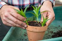 Taking cuttings from tender perennials - Penstemon. Placing around edge of pot. September