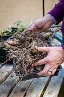 Lifting and storing dahlia tubers in a greenhouse over winter