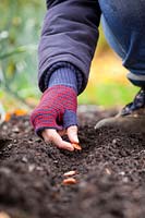 Sowing broad beans in a drill in the ground in autumn. Vicia faba, November