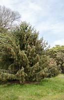 Picea breweriana - Brewer's spruce, native to North America and rare in the wild,  growing at High Beeches in Sussex. 