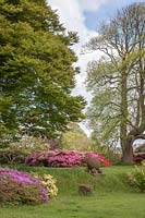 Decorative canonballs - an unusual feature on the lawn in the garden at Sandling Park, with beds of azaleas. A 'Champion' Liriodendron tulipifera 'Arnold', over 11 metres in height and with a girth over 47cms, is on the right.