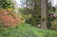 Garden seat on woodland walk at Sandling Park, with views towards flowering trees and shrubs including azaleas and rhododendrons.