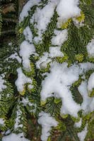 Light snowfall on Abies nordmanniana - Nordmann Fir, in a Kent garden.