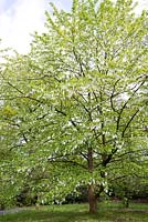 Davidia involucrata in flower - Handkerchief Tree, May