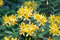 Rhododendron luteum, syn Azalea pontica, a deciduous azalea with fragrant, sticky yellow flowers in spring.