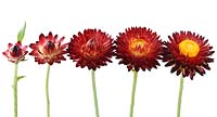 Helichrysum bracteatum 'Nevada Red' Everlasting flower at different stages of opening, June