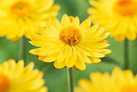 Helichrysum bracteatum 'Nevada Gold' - Everlasting flower, July