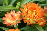 Helichrysum bracteatum 'Nevada Orange' - Everlasting flower, July