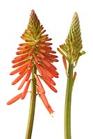 Kniphofia 'Papaya Popsicle' - Red-hot poker Popsicle Series, flowers at different stages of growth, August