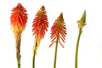 Kniphofia 'Papaya Popsicle' - Red-hot poker Popsicle Series flowers at different stages of growth, August