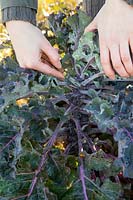 Hands cutting away mainstem leaves from purple kale plant to ease harvesting the kalettes, November