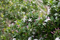 Jasminum multipartitum - Starry wild jasmine or Imfohlafohlane, September