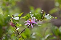 Grewia occidentalis - Crossberry, September