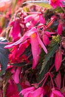Begonia boliviensis 'Bossa Nova Pink Glow'
