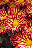 Dendranthema Rainbow Vulcano - Chrysanthemum, April
