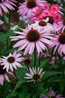 Echinacea purpurea Augustkonigin - Coneflower, July