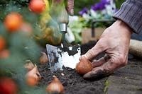 Planting tulip bulbs, November