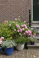 Grouped ceramic containers of bedding plants with pink mophead Hydrangea around steps to house - June