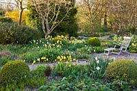 Spring borders of tulips and early perennials. Tulipa 'Spring Green', Tulipa 'Strong Gold', Tulip 'Golden Apeldoorn.