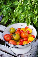 Mixed varieties of tomatoes and basil, August