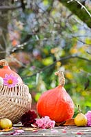 Autumn harvest: pumpkins - Cucurbita 'Hokkaido'.